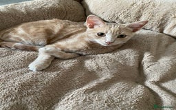 American Shorthair cats for sale: Very friendly ginger kitten  - Image 1