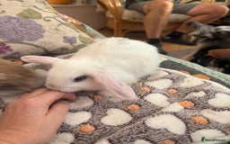 Mini Lop rabbits for sale: Indoor raised Mini lops and lion lops ~vaccinated  - Image 4