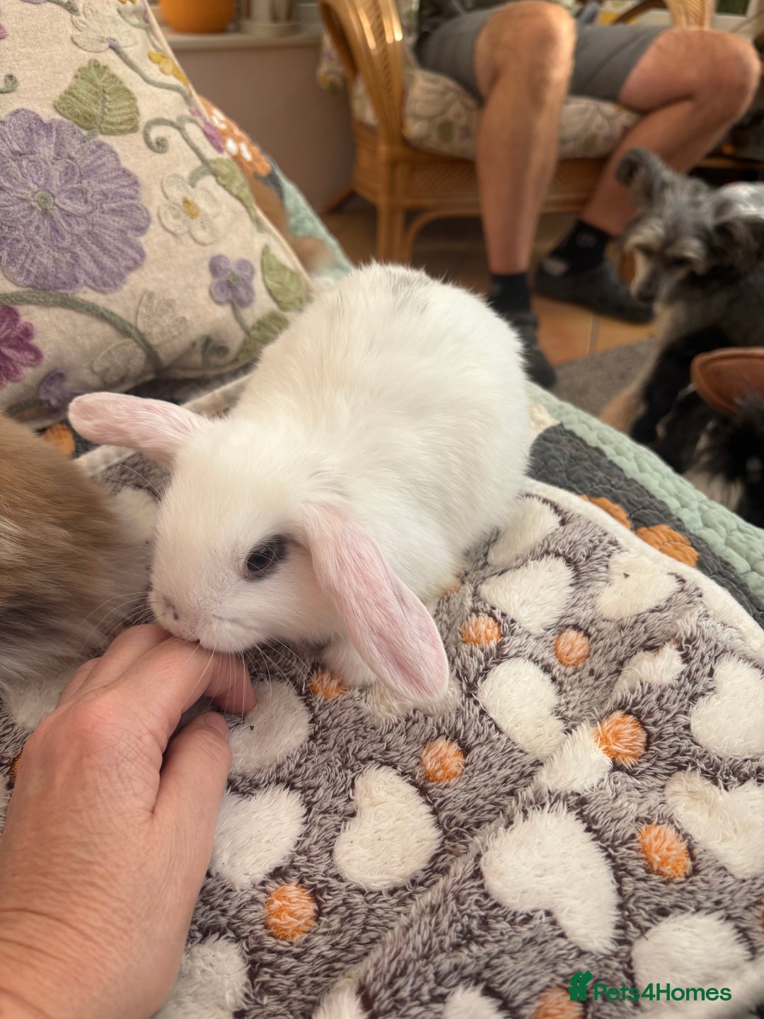 Mini Lop rabbits for sale: Indoor raised Mini lops and lion lops ~vaccinated  - Image 4