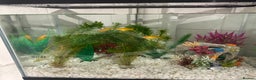 Platies fish for sale: x4 banana platies and tank - Advert 2