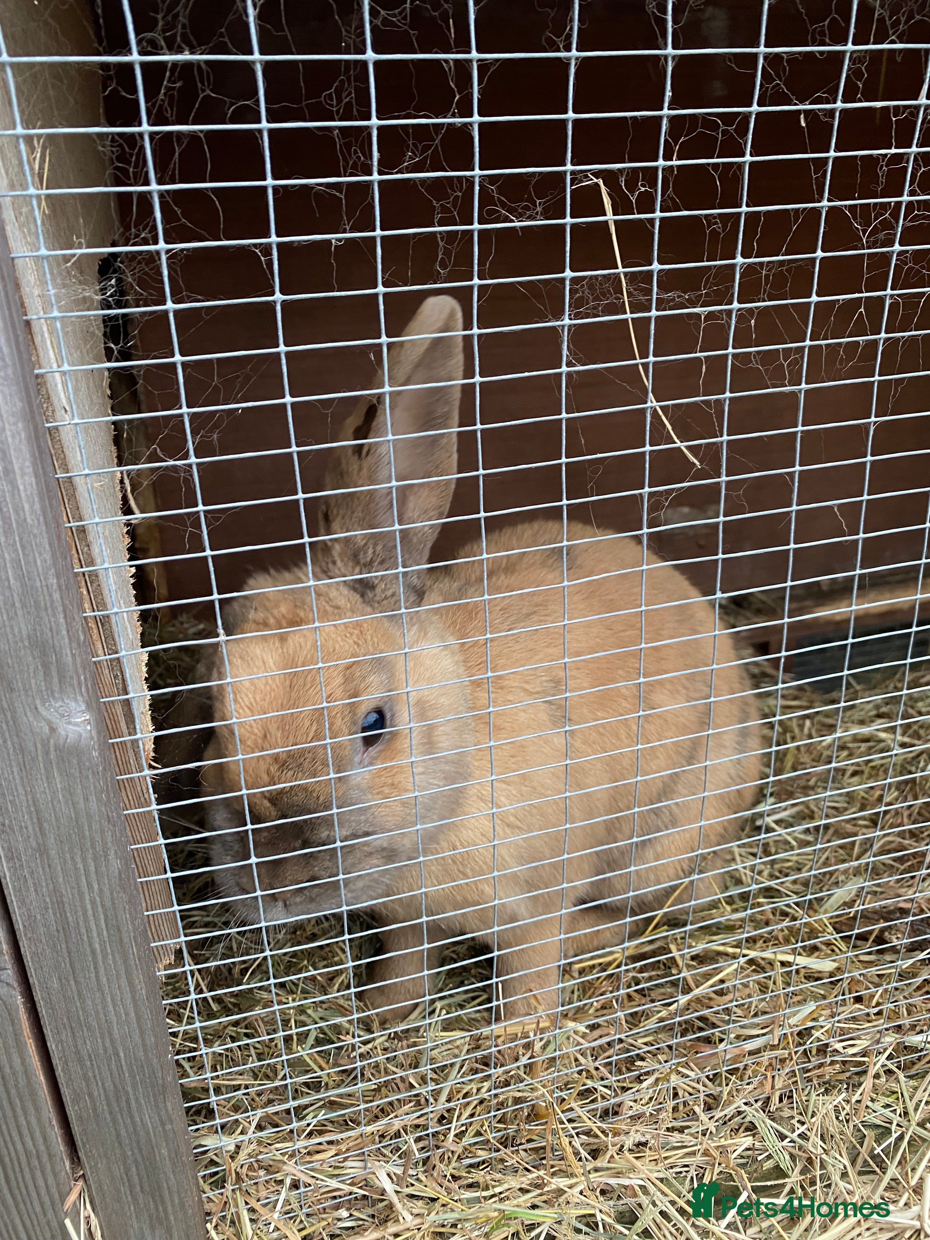 Mixed Breed rabbits Caramel in Kidderminster - Advert 1