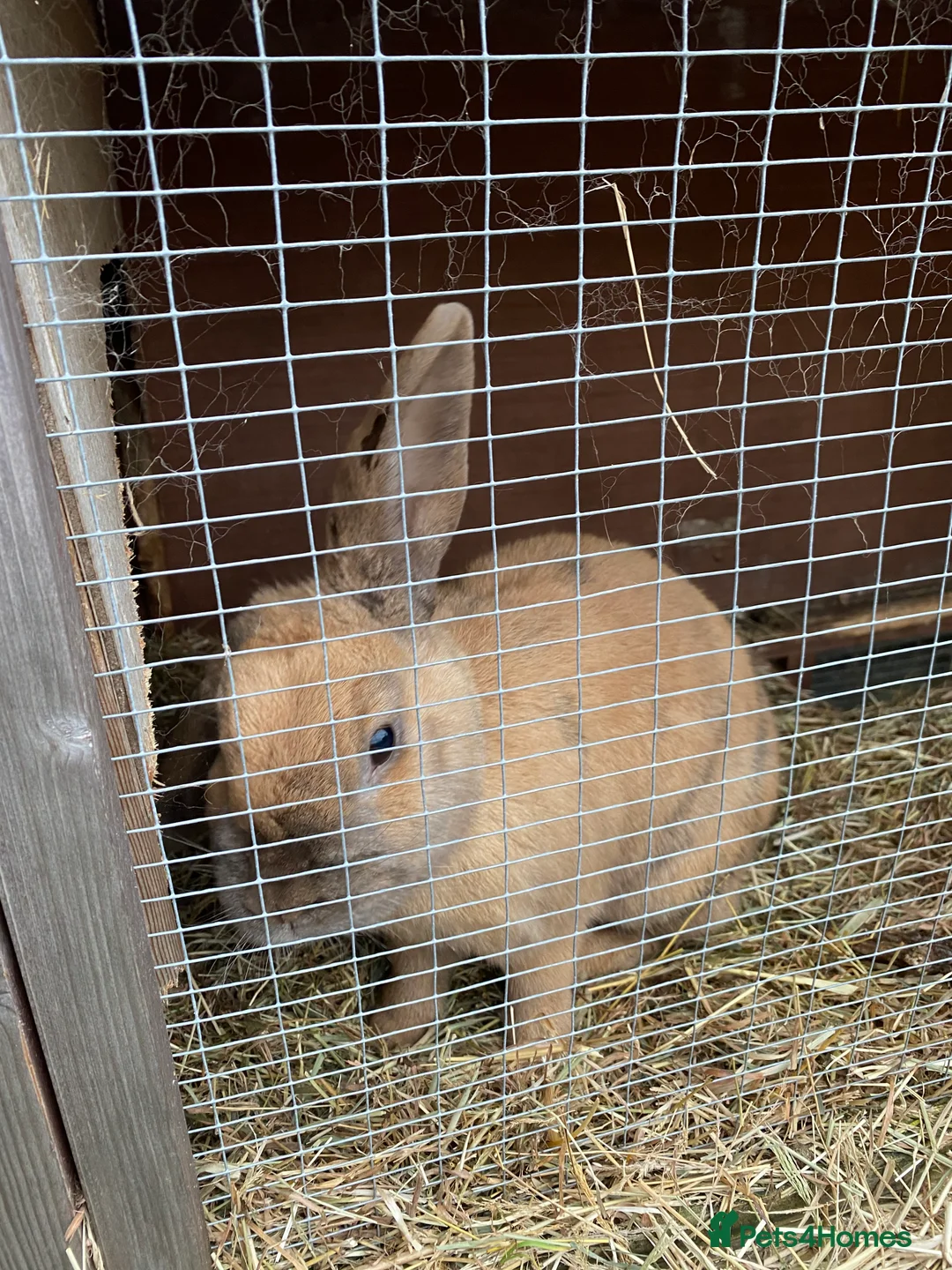 Mixed Breed rabbits for sale: Caramel in Kidderminster - Advert 1