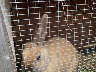 Mixed Breed rabbits Caramel in Kidderminster - Advert 1