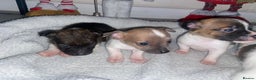 Jack Russell dogs for sale: Beautiful jackrussels pup - Advert 3