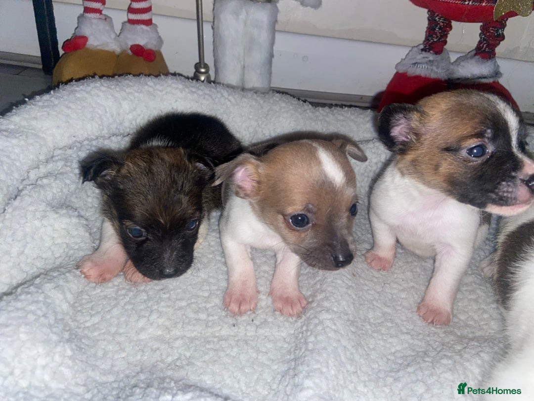 Jack Russell dogs for sale: Beautiful jackrussels pup - Advert 3