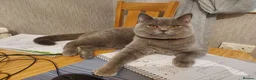 British Shorthair cats for sale: From GCCF Pedigree Parents, gorgeous BSH Kittens  in Bromley - Advert 15