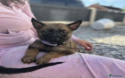 German Shepherd dogs for sale: German X Czech shepherd puppies - Image 3