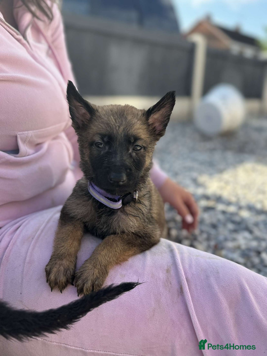 German Shepherd dogs for sale: German X Czech shepherd puppies - Image 3