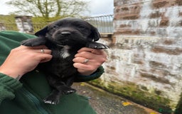 Springador dogs for sale: Lab/spaniel pups  - Image 10