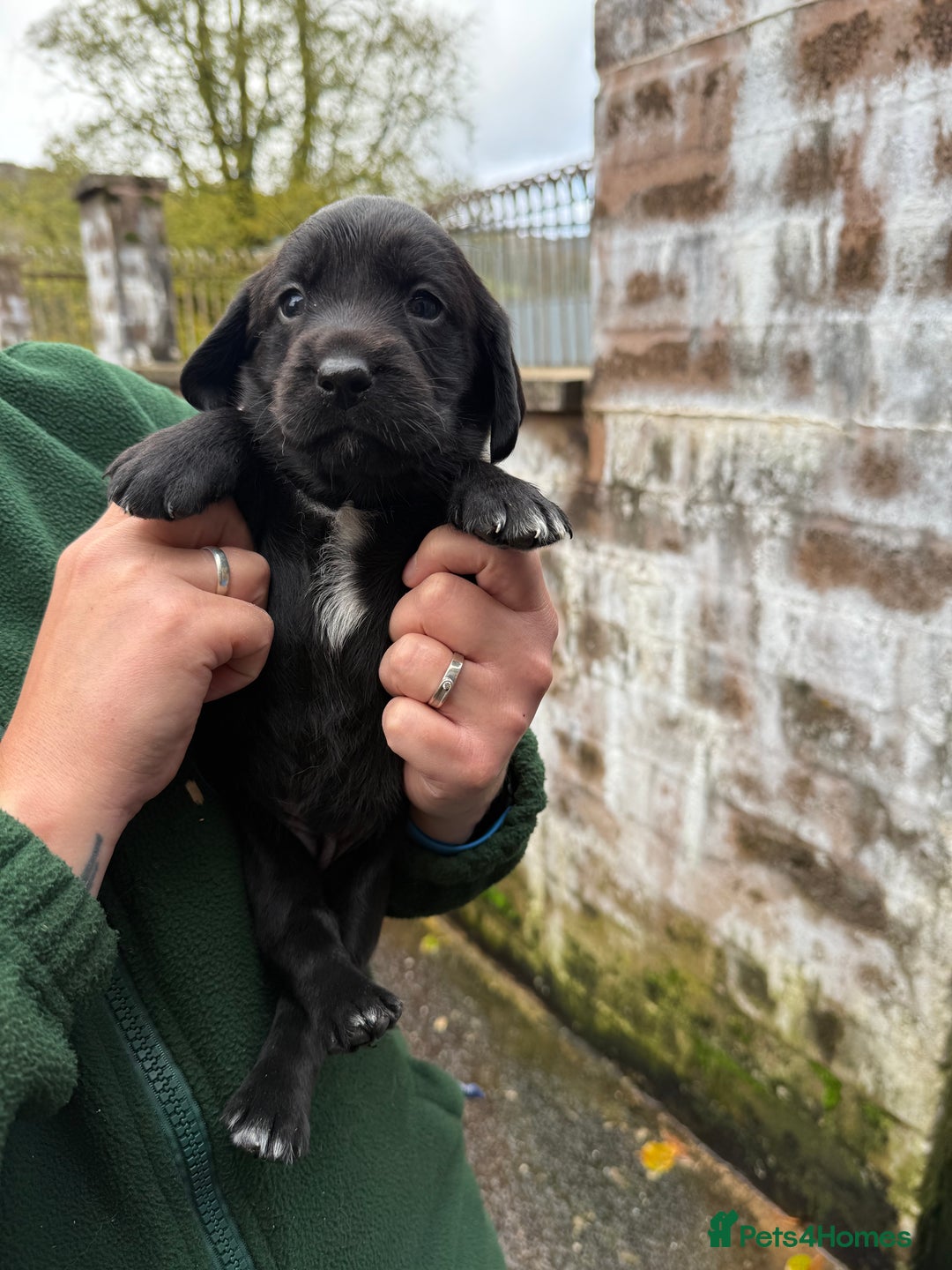 Springador dogs for sale: Lab/spaniel pups  - Image 10
