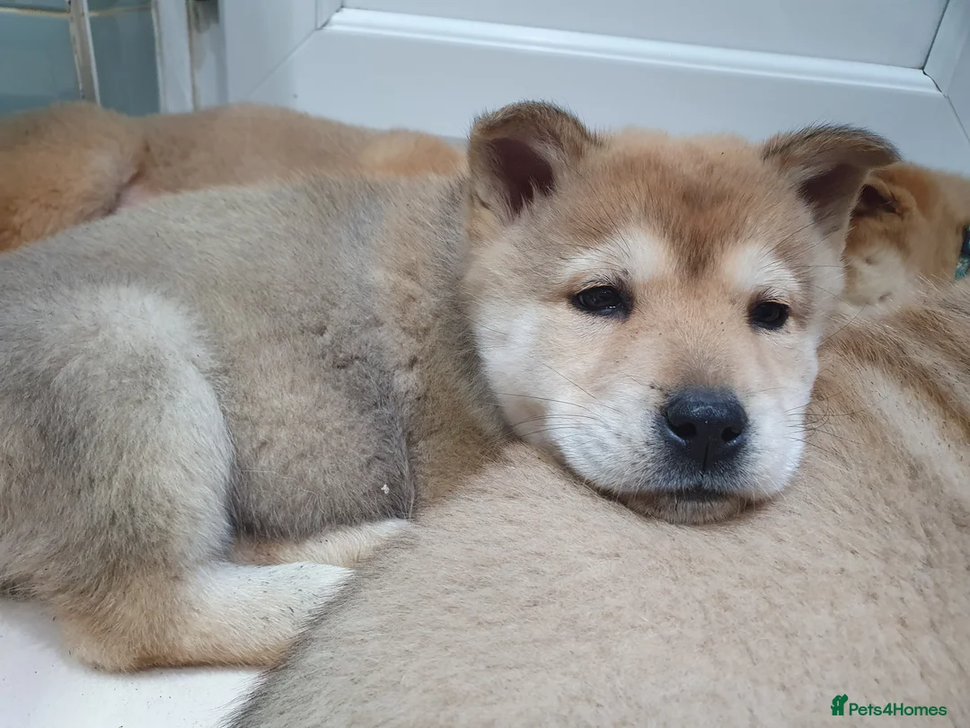 Mixed Breed dogs for sale: Last 3  pupies now £600 Chow Chow dad husky mum - Advert 4