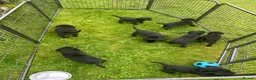 Labrador Retriever dogs for sale: KC Registered Black Labrador Puppies in Killin - Advert 5