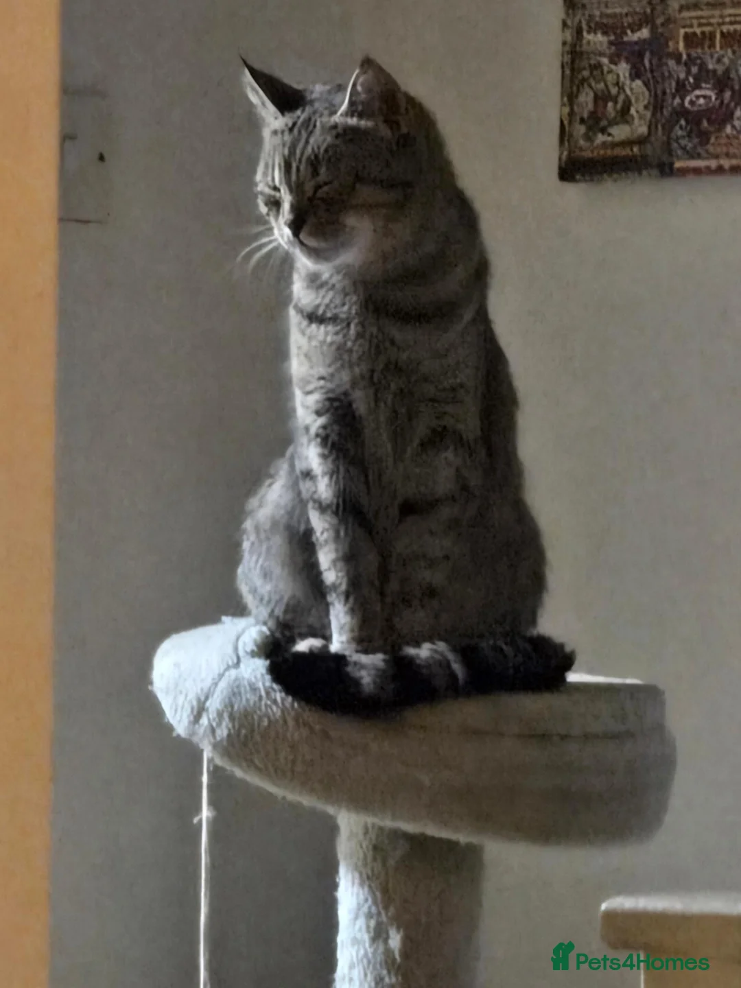 Mixed Breed cats for sale: Half bengal looking for a loving home  - Advert 3