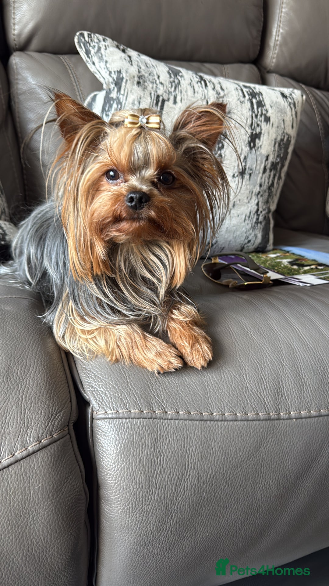 Yorkshire Terrier dogs for sale: Yorkshire terrier pups - Image 14