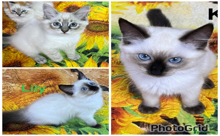 Ragdoll cats - Advert 13