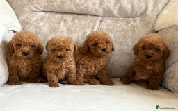 Miniature Poodle dogs for sale: 4 gorgeous miniature girl poodles - Advert 13