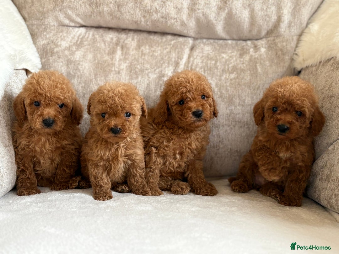 Miniature Poodle dogs for sale: 4 gorgeous miniature girl poodles - Advert 13