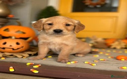 Golden Retriever dogs for sale: Last Stunning Male Pup Health Tested Parents  - Image 23