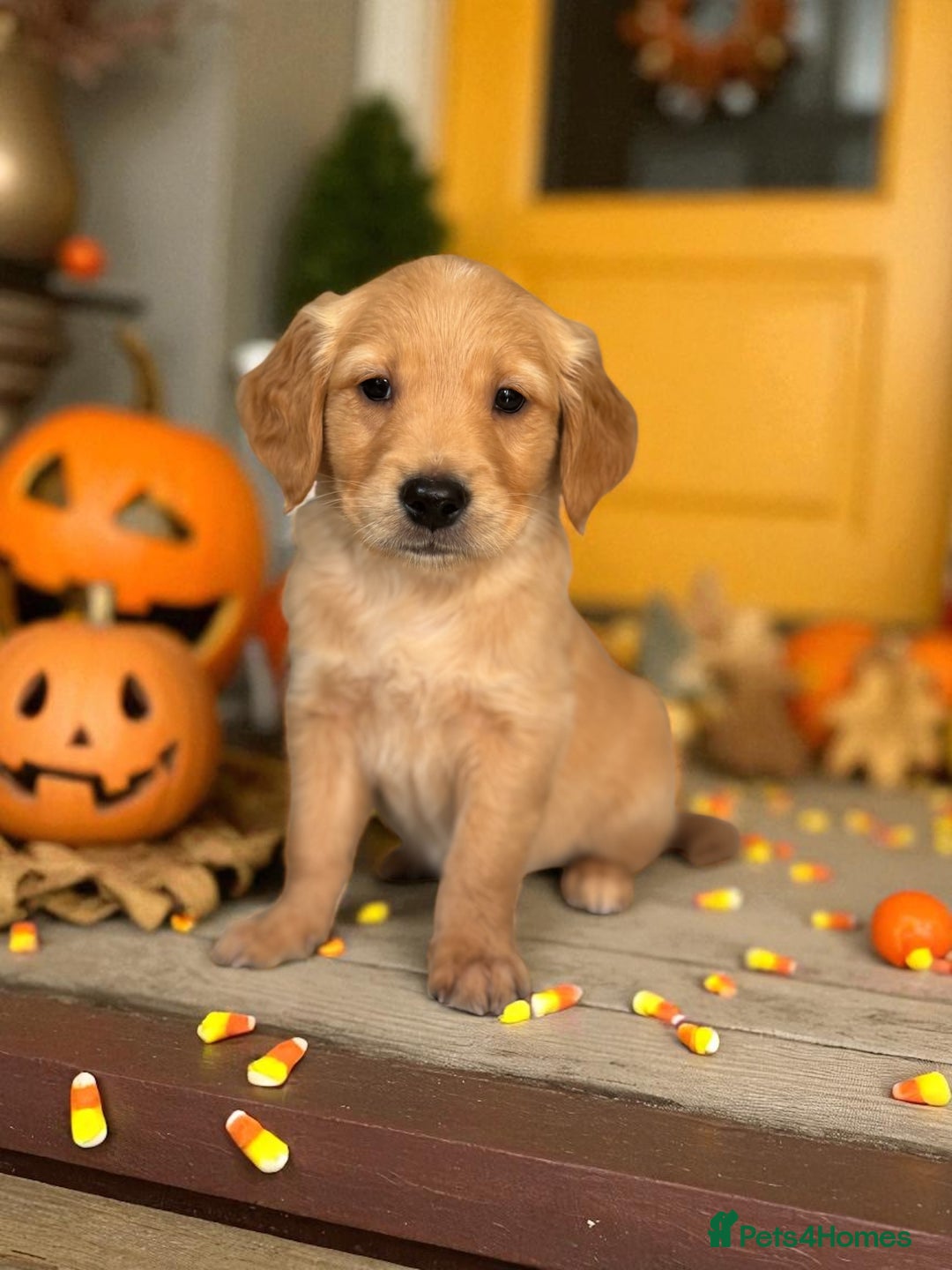 Golden Retriever dogs for sale: Last Stunning Male Pup Health Tested Parents  - Image 23