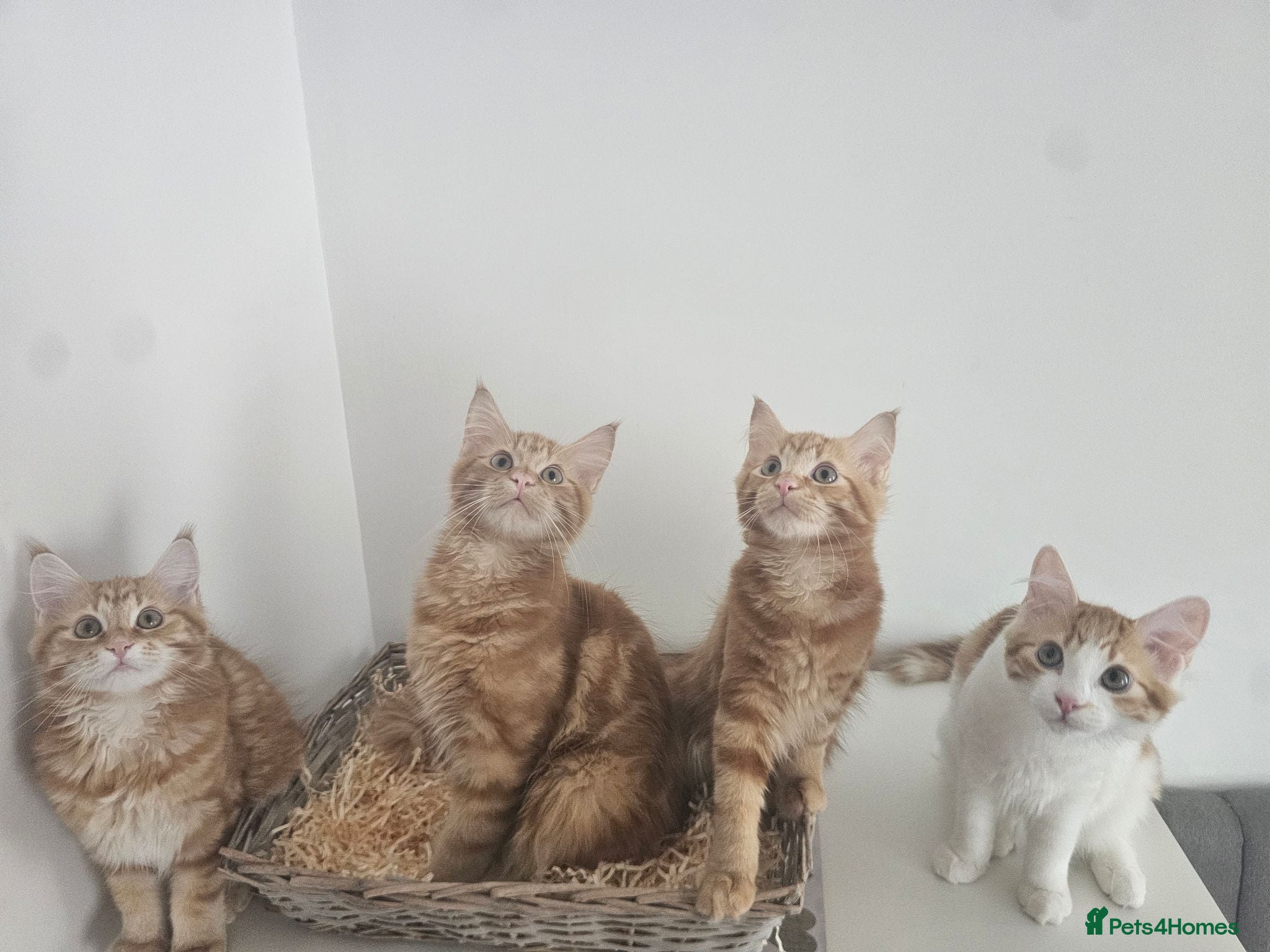 Maine Coon cats Maine coon mixed lovely kittens  - Advert 1