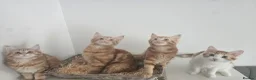 Maine Coon cats for sale: Maine coon mixed lovely kittens  in Northampton - Advert 1