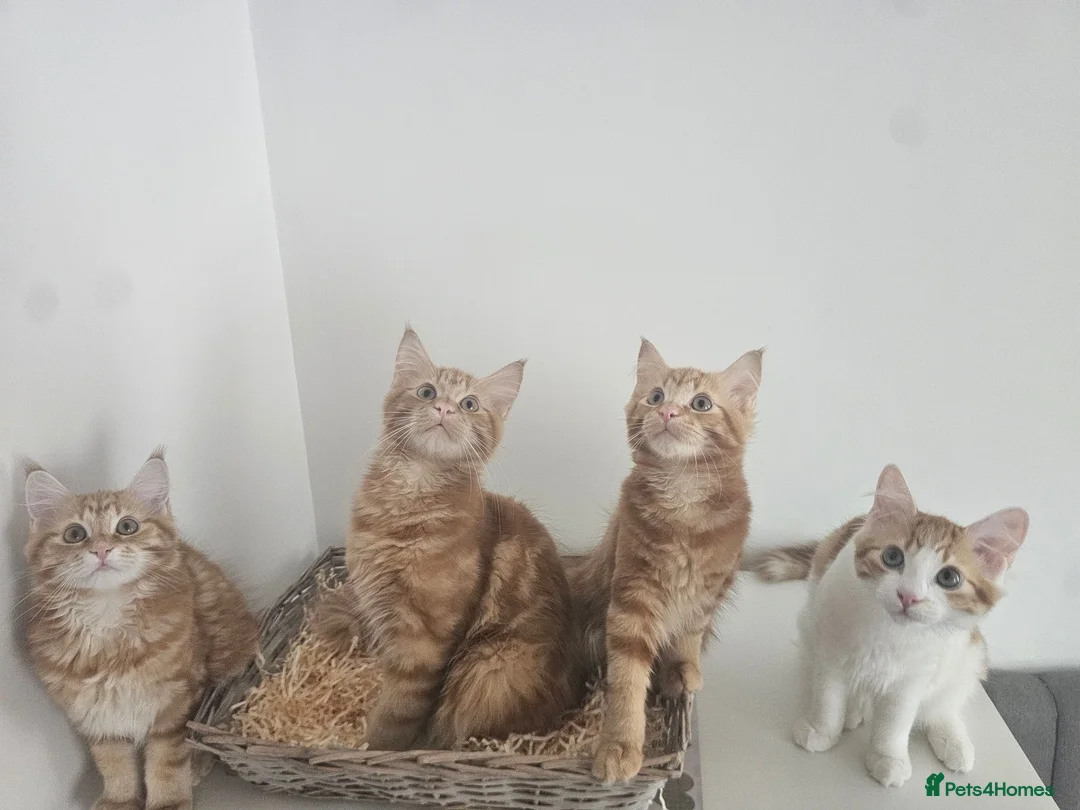 Maine Coon cats for sale: Maine coon mixed lovely kittens  in Northampton - Advert 1