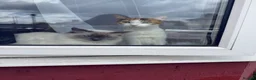 Mixed Breed cats for sale: Stunning ragdoll cross kittens  in Barking - Advert 13