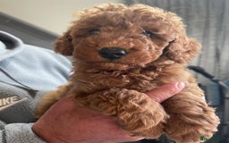 Toy Poodle dogs for sale: Red KC Toy Poodle Puppies. Ready Now!!  - Image 2