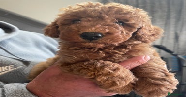Toy Poodle dogs - Advert 5