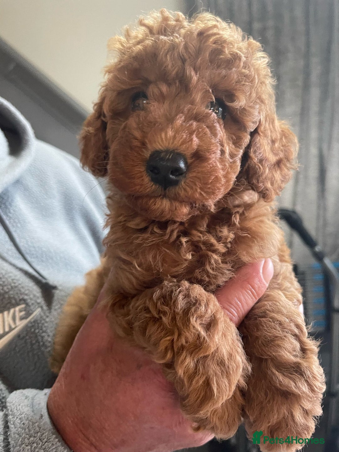 Toy Poodle dogs for sale: Red KC Toy Poodle Puppies. Ready Now!!  - Image 2