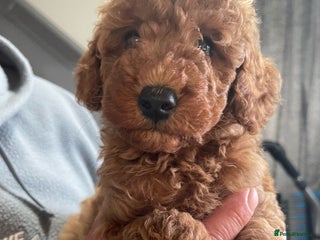 Toy Poodle dogs - Advert 8