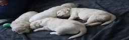 Golden Retriever dogs for sale: Beautiful Golden Retriever Puppies - Advert 8