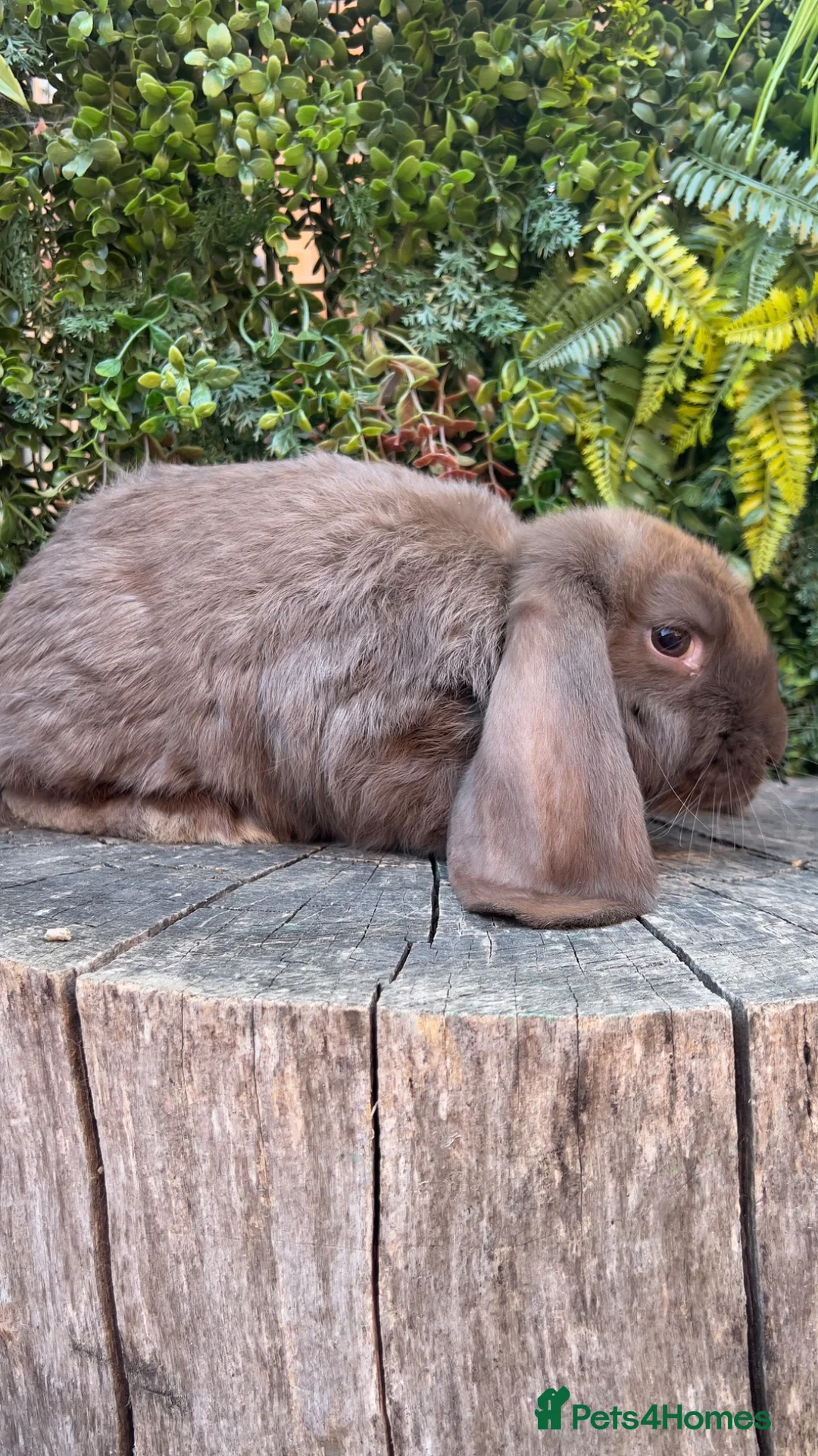 French Lop rabbits for sale: French Lop babies  - Advert 1