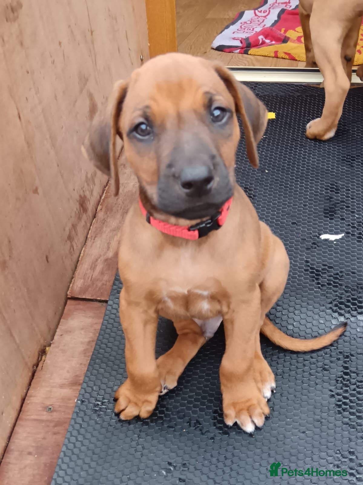 Rhodesian Ridgeback dogs Pedigree Rhodesian Ridgeback puppies.  - Advert 13