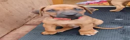 Rhodesian Ridgeback dogs for sale: Pedigree Rhodesian Ridgeback puppies.  - Advert 26