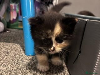 Ragdoll cats Ragdoll x bsh kittens - ready soon - Advert 1