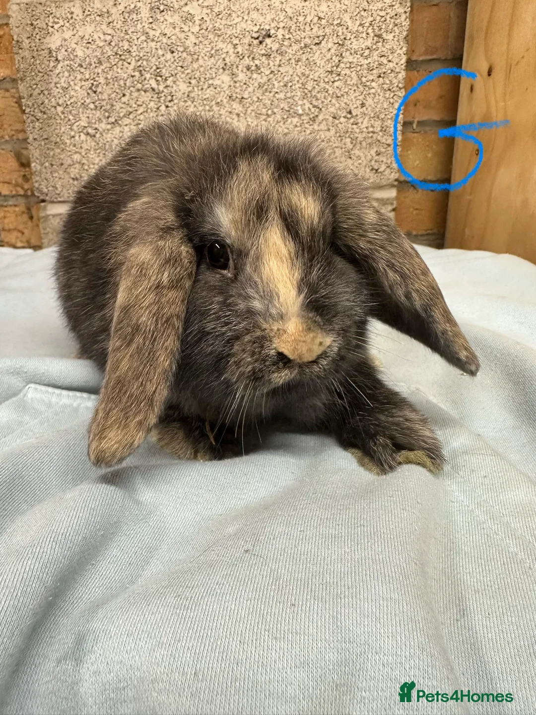 Mini Lop rabbits for sale: Mini Lop Rabbits For Sale  - Advert 2