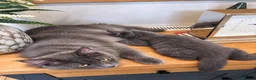 Mixed Breed cats for sale: Gorgeous Blue-Grey Maine Coon X Russian Blue - Advert 4