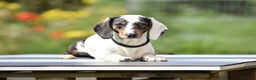 Dachshund dogs for stud: Piebald colored Dachshund for stud! in Preston - Advert 1