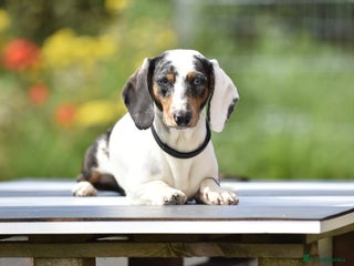 Dachshund dogs in Preston - Advert 38