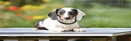 Dachshund dogs for stud: Piebald colored Dachshund for stud! in Preston - Advert 1