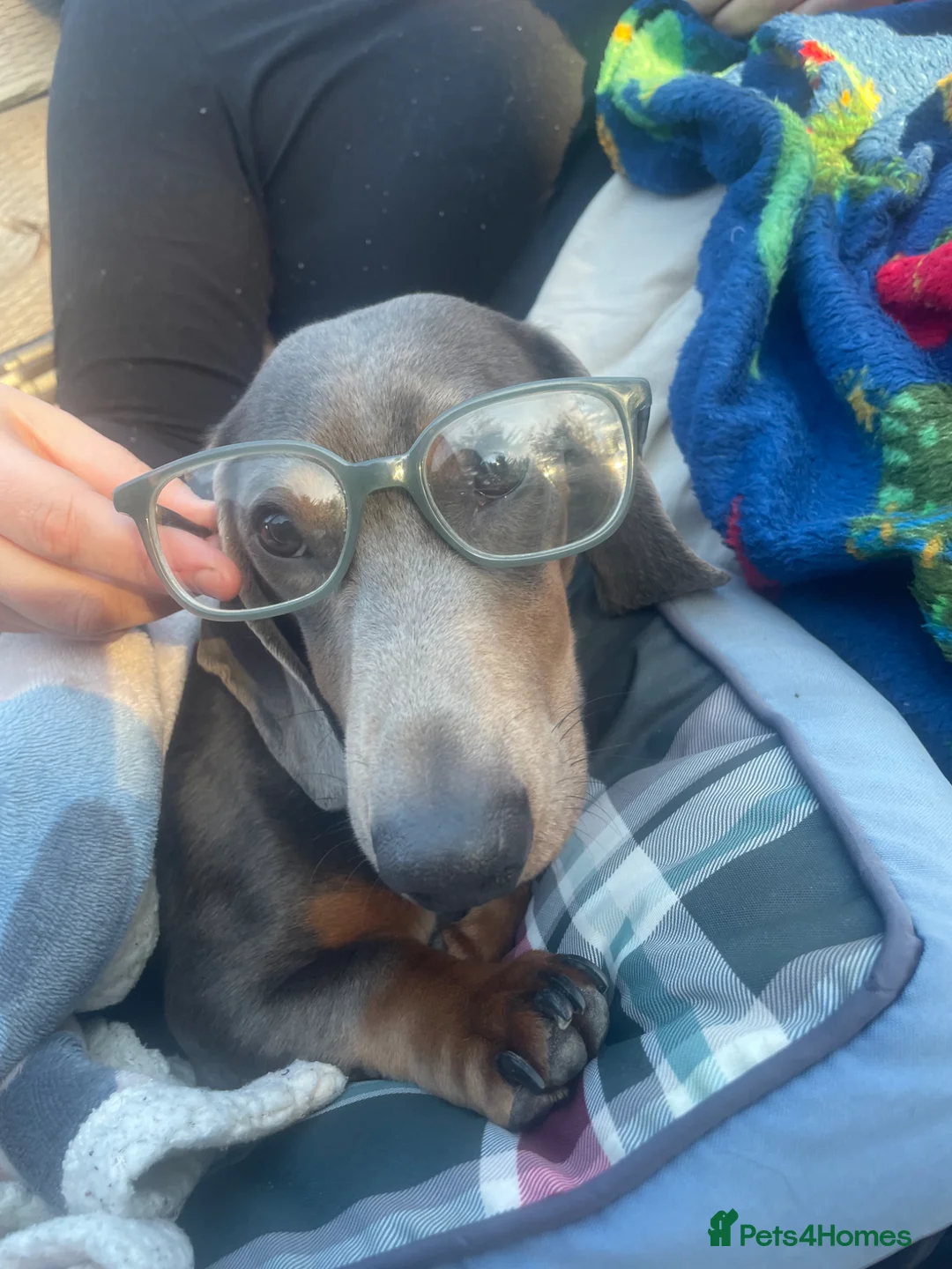 Miniature Dachshund dogs for sale: Monty and Millie  - Advert 6