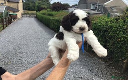Cockapoo dogs for sale: COCKAPOO PUPS. READY TO LEAVE. - Image 1