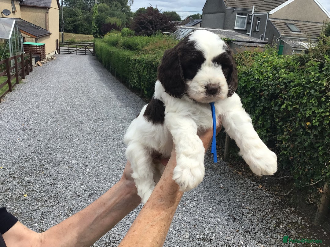 Cockapoo dogs for sale: COCKAPOO PUPS. READY TO LEAVE. - Image 1