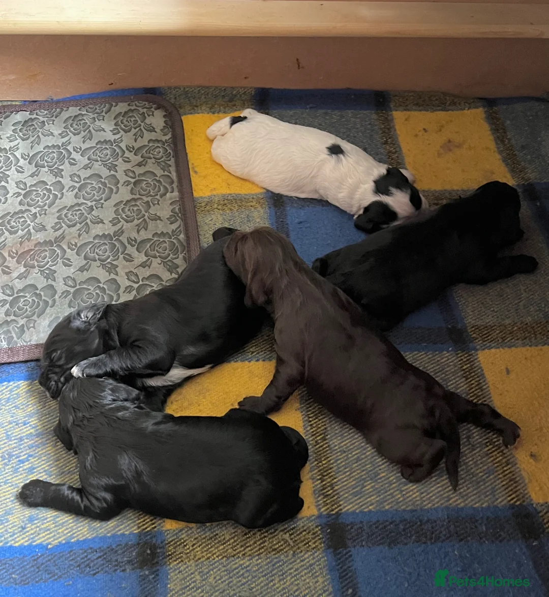 Cockapoo dogs for sale: Beautiful F1 Cockapoo Puppies for Sale  in Plymouth - Advert 2