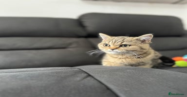 British Shorthair cats - Advert 1
