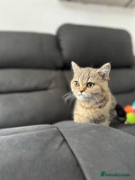 British Shorthair cats - Advert 7