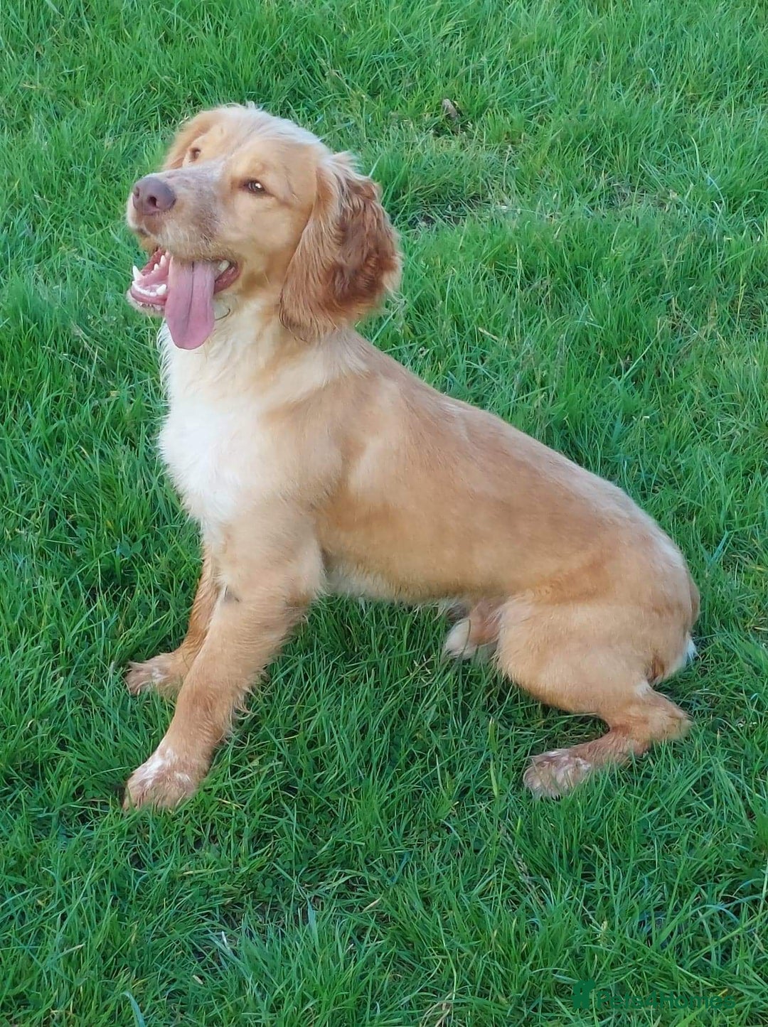 Cocker Spaniel dogs for stud: KC REGISTERED WORKING COCKER SPANIEL FOR STUD in Rhayader - Image 8