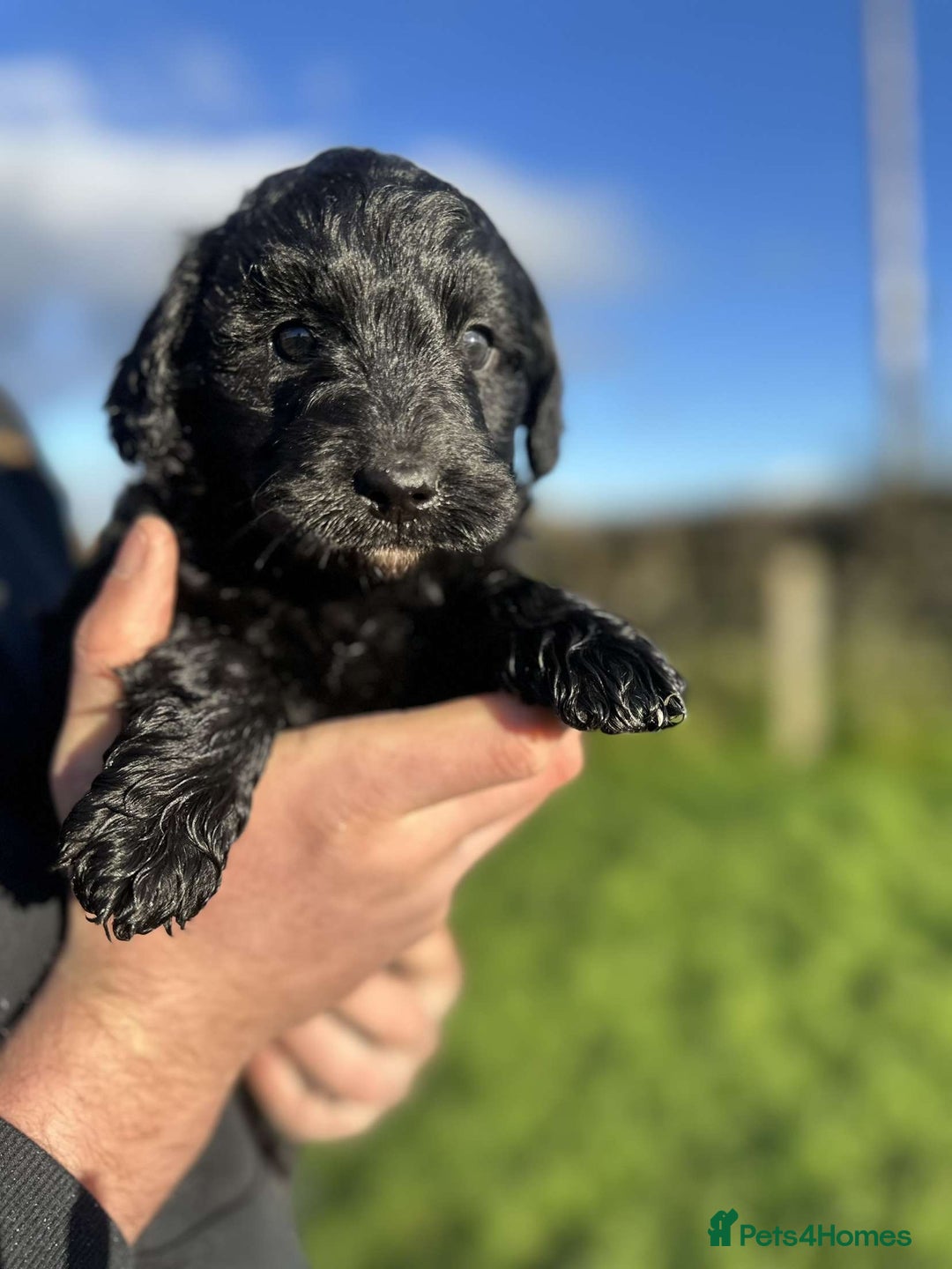 Bordoodle dogs for sale: Superb Litter of Farm-Raised Bordoodles - Advert 6