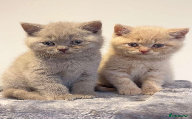British Shorthair cats - Advert 1